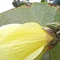 Hibiscus tiliaceus (Coastal Cottonwood) This species is a mangrove inhabitant not a true mangrove.